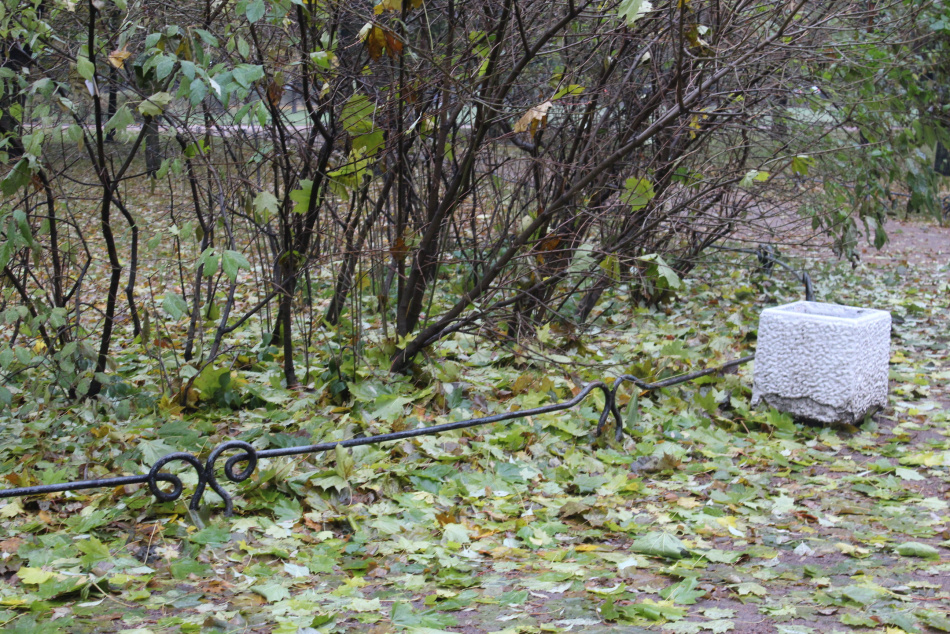 Яркие снегири устроили пир в зарослях Удельного парка Петербурга